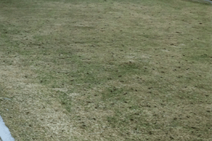 2012.4.20撮影
